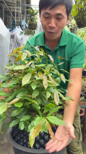 Bộ Đôi Phục Hồi Cây Mai Vàng Sau Xả Tàn Suy Kiệt & Hỗ Trợ Mai Ra Rễ Bật Mầm