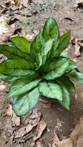 Cây Nhân Hậu (2-3 thân) - Tổng thể tầm 30-40 cm - Kiểng lá trang trí sang trọng!