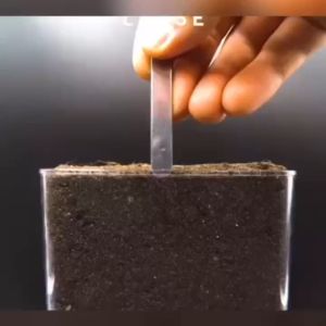 60 เมล็ด เมล็ดพันธุ์ ถั่วลันเตาหวาน เมล็ดถั่วลันเตา