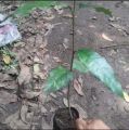bibit melinjo Tangkil I tanaman pohon melinjo siap di tanam.. 