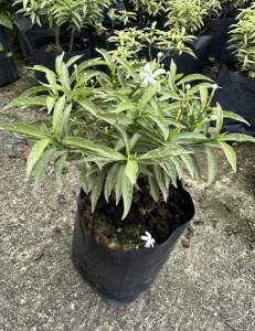 Mini Jasmine green & variegated outdoor plant