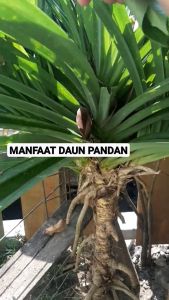 DAUN PANDAN WANGI / DAUN MASAKAN