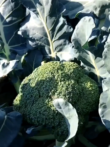 Broccoli Vegetable Seeds ( 400 seeds /pack) - Basic Farm House-A667