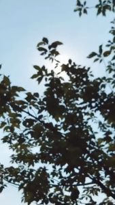 Women Boat Socks Cute Cat Embroidery Sock Casual Invisible Short Stockings Summer Candy Color