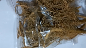 Akar Ciplukan Kering / Akar Cecenet Herbal Alami Siap Pakai