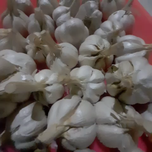 Bawang Putih/Garlic 1 kg KATING Super Segar Kirim Bahan Rempah Bersih Bumbu Masakan Dapur Harum Berkualitas