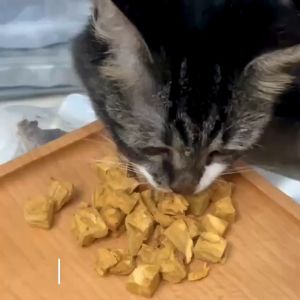 Cá hồi viên sấy khô cho chó mèo làm mắt sáng và mượt lông cho thú cưng