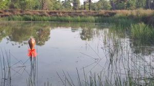 กบคิ้ว ขนาด 3.5cm-5.5cm ทรงกลมและปลายแหลม ราคา 2แถม 1 บรรจุภัณฑ์