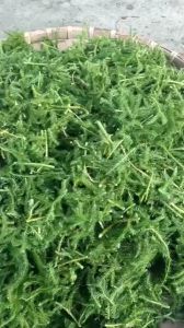 100g cây thông đất sấy khô