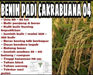 BENIH PADI CAKRABUANA 04 KUALITAS UNGGUL PER 5KG