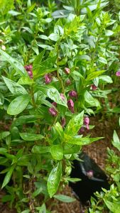 Tanaman lavender / tanaman anti nyamuk/tanaman hias hidup