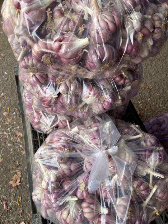 (Mi%E1%BB%85n%20ph%C3%AD%20ship%20100%25)%20#1Kg%20t%E1%BB%8Fi%20t%C3%ADm%20%C4%91%C3%A0%20l%E1%BA%A1t%20th%C6%A1m%20ngon,%C4%91%E1%BA%A1t%20chu%E1%BA%A9n%20lo%E1%BA%A1i%201(t%E1%BB%8Fi%20c%C3%B4%20%C4%91%C6%A1n,t%E1%BB%8Fi%20l%C3%BD%20s%C6%A1n,t%E1%BB%8Fi%20t%C3%ADm,h%C3%A0nh%20t%C3%ADm%20l%C3%BD%20s%C6%A1n,h%C3%A0nh%20t%C3%ADm%20phan%20rang,h%C3%A0nh%20t%C3%ADm%20%E1%BA%A5n%20%C4%91%E1%BB%99%20-%20Image%206