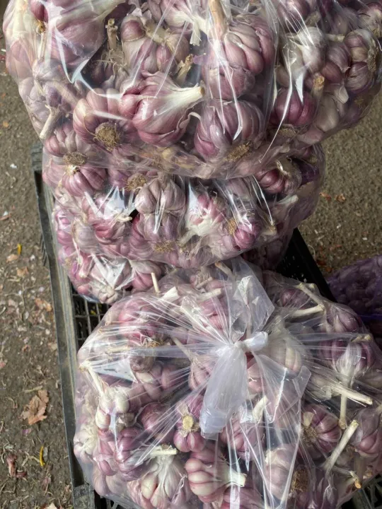 (Mi%E1%BB%85n%20ph%C3%AD%20ship%20100%25)%20#1Kg%20t%E1%BB%8Fi%20t%C3%ADm%20%C4%91%C3%A0%20l%E1%BA%A1t%20th%C6%A1m%20ngon,%C4%91%E1%BA%A1t%20chu%E1%BA%A9n%20lo%E1%BA%A1i%201(t%E1%BB%8Fi%20c%C3%B4%20%C4%91%C6%A1n,t%E1%BB%8Fi%20l%C3%BD%20s%C6%A1n,t%E1%BB%8Fi%20t%C3%ADm,h%C3%A0nh%20t%C3%ADm%20l%C3%BD%20s%C6%A1n,h%C3%A0nh%20t%C3%ADm%20phan%20rang,h%C3%A0nh%20t%C3%ADm%20%E1%BA%A5n%20%C4%91%E1%BB%99%20-%20Image%206