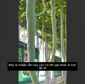 (NHẬP KHẨU) Hạt giống Mướp Rắn hay còn gọi là mướp lặc lè hàng nhập khẩu nội địa trung đóng gói rõ ràng
