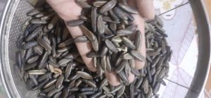 Hạt phượng đỏ (phượng vĩ) giống