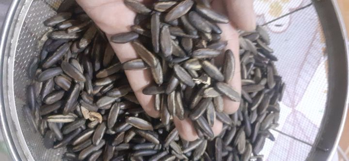 H%E1%BA%A1t%20ph%C6%B0%E1%BB%A3ng%20%C4%91%E1%BB%8F%20(ph%C6%B0%E1%BB%A3ng%20v%C4%A9)%20gi%E1%BB%91ng%20-%20Image%202