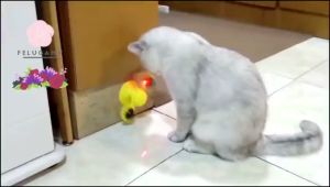 Mainan Kucing Windmill Gigitan Interaktif Otomatis Toy Cat Ball Teeth