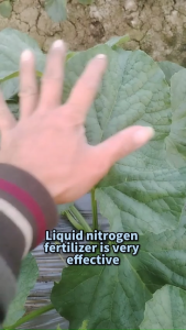 Dilute with water 1:300ml nitrogen fertilizer 500ml fertilizer vegetable plants 14 14 14 complete fertilizer urea fertilizer