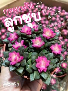 ต้นกุหลาบหินลูกชุบ ไม้อวบน้ำน่ารัก พร้อมกระถาง3"