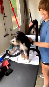 BOB PET Pet Fast Hair Dryer Blower 2800W Low Noise Warm Air Fast Hair Dryer Pet Hair Supplies For Dog and Cat