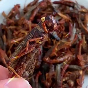 FANZUZHEN | Fresh Fried Crispy Locust Snacks