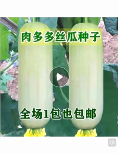 Biji Benih Petola Bulat Putih (10 Seeds)/白玉丝瓜籽/White Luffa Seeds