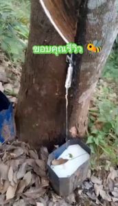 เป็นต่อ ช่วยเพิ่มผลผลิตจริง การันตีจากประสบการณ์ใช่มายาวนานกว่า 7 ปี(1ขวด)