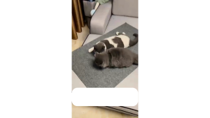 🇸🇬 [Limited Time Sale] Cat Scratch Furniture DIY Protector Trimmable Self-Adhesive Carpet Replacement Scratching Pad Door Protector