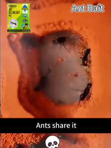 Japan Top Ant Bait Killer 5g – Original Ant Bait with Effective Results Death on Contact Safe for Pets & Person Ideal for Wood Surfaces Direct Attack on Ant Nest Ant Repellent Termite Killer Ant Nest Pesticide Ant Killing Bait & Cockroach Traps Powder