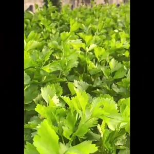 AAA 🇹🇭 ผักซอง 3A J020 #ถั่วฝักยาว พันธุ์ถั่วเนื้อเจ้าสำราญ ผักซองตั้ง ผักซองจัมโบ้ เมล็ดพันธุ์ผัก AAA สามเอ ผักราคาถูก เพียงกดเพิ่มสินค้าลงรถเข็