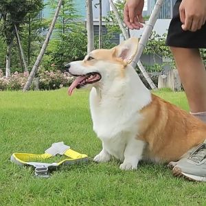 Đai yếm ngực cho Chó phản quang có đệm nẹp da nhân tạo (không có dây dắt) - Love Pets Shop