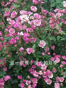 【5700次回购】微型月季花苗超微多头迷你阳台室外露台植物花卉盆栽四季开花网红