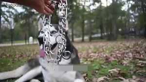 Dog Chain Collar Iron Chrome Dog Chain Training Collar Metal Choke Neck Leash Walking Training Tool