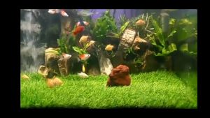 Rumput sintetis aquarium 25x25 tinggi 3 cm rumput swiss
