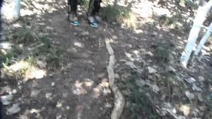 Snake Gaiters Bắp Chân Giáp Snake Bite Xà Cạp Không Thấm Nước Thoải Mái Ngoài Trời Săn Bắn đi Bộ Bảo Vệ Thiết Bị (hai Mảnh)