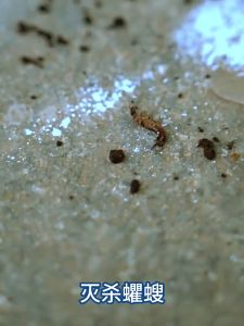 Ant Killer Powder Pest Control Insecticide Powder For Small Ants Cockroaches Repellent Home Indoor Remove Insects Non-Toxic