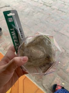 Set tổ yến thô dùng thử(8gr) tặng kèm nhíp và nguyên liệu chưng