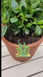 SBAN 植物急救棒 缓释肥 Plant-Based Slow Release Nutritional Sticks Slow Realese Fertilizer Baja 花肥料养花通用型盆栽植物棒状花肥片
