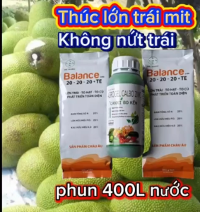 (Lớn trái mít) Bộ đôi phun lớn trái mít lớn trái ổi trái to tròn đều hạn chế méo trái nở gai hết cỡ múi mít to nặng ký