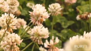 PURITI New Zealand Premium Raw Manuka Honey UMF 15+ | MGO 550