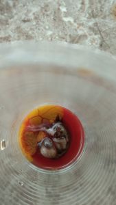 harga perbutir tapuy umpan galatama lele