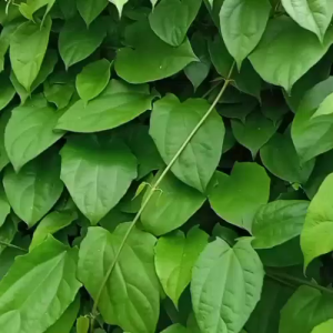 ใบรางจืด ปลูกตามธรรมชาติ เก็บสดทุกวัน ออแกนิค ปลอดภัย💯% คละใบเล็กใหญ่