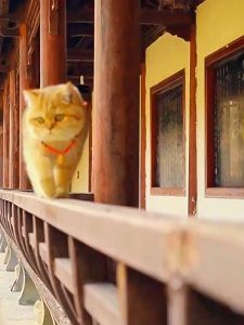 vòng cổ tết bím kèm charm tiểu long thần xinh xắn dành cho chó mèo - T3 PETS SHOP