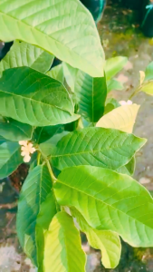 Cây giống Ổi Nữ Hoàng size khoarng 60cm  cây chuẩn giống  cây khỏe dễ trồng trồng nhà phố sân thượng