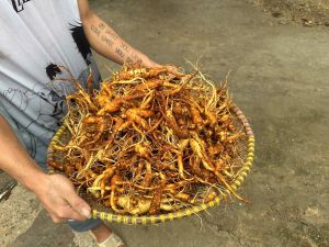 Sâm trường bạch già ngon 1Kg