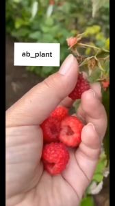 Bibit Raspberry Merah Super Cepat Berbuah unggul