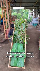 Paket 4 Bibit Durian Gratis Packing Peti Full Media Tanam - Musangking Bawor Duri Hitam Montong