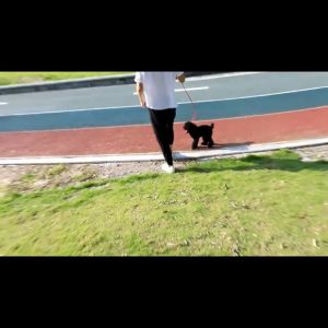 High Quality Training Lead For Dogs Gabay Para Sa Aso Durable Dog Training And Adjustable Training Leash Nylon Slip Rope