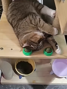 Catnip Ball No Residue Wall Mount Sticky Cat Toy Licking Molar Boredom Relief Relax Entertainment for Indoor Household Cats