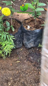 MANGGROW - Pupuk Sayuran Kemasan 100ml dan 250ml | Pupuk Organik Cair Sayuran Daun